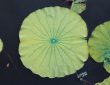 Photo Lotus Leaf Floor Lamp