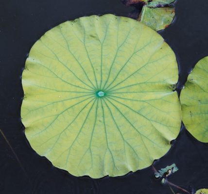 Photo Lotus Leaf Floor Lamp