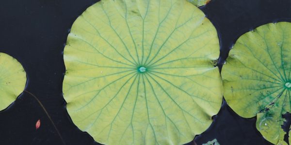 Photo Lotus Leaf Floor Lamp