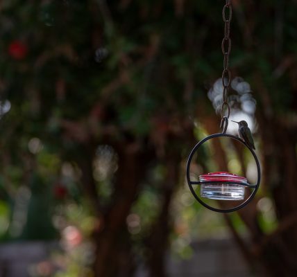 Photo bird ring chandelier