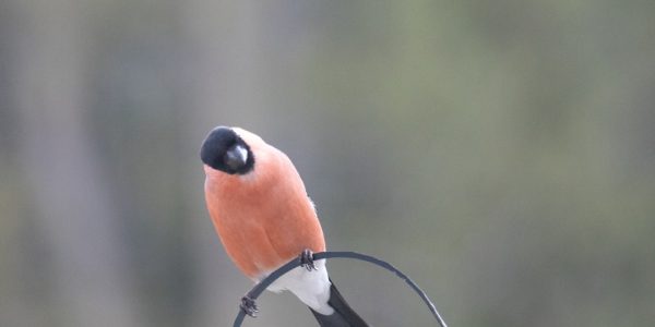 Photo bird ring pendant