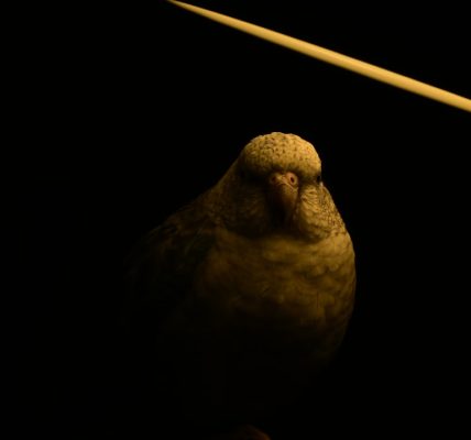 Photo bird light