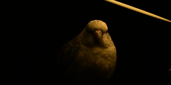 Photo bird light